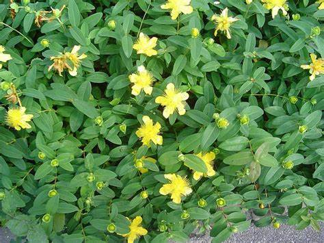 Hypericum Rastrero ( Hypericum Calycinum)