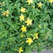 Hypericum Rastrero ( Hypericum Calycinum)