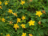 Hypericum Rastrero ( Hypericum Calycinum)