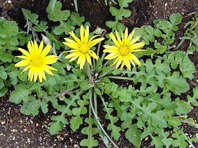 Inula Arctotheca Caléndula