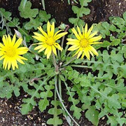 Inula Arctotheca Caléndula