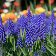 Muscari (Muscari Armeniacum) B 20