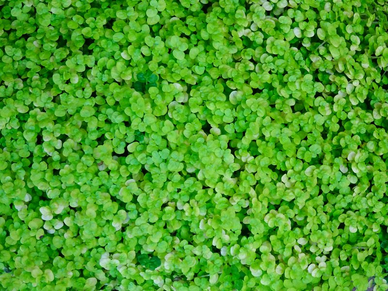 Soleirolia Soleirolii
