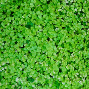 Musgo (Soleirolia Soleirolii)