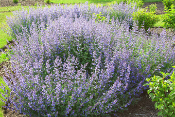 Nepeta Mussini