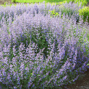 Nepeta Mussini