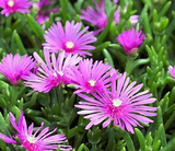 Rayo De Sol – Mesembryanthemum Sp