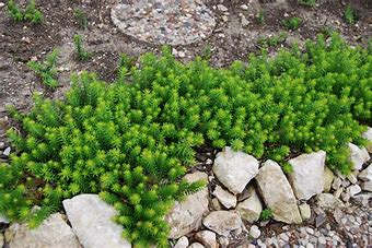 Sedum Angelina (Sedum Rupestre Angelina)