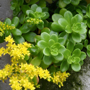 Sedum Kimnachii
