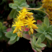 Sedum Palmerii