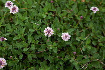 Tiqui tiqui (Phyla nodiflora var reptans )