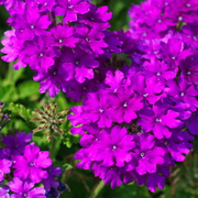 Verbena Rastrera (Verbena Tenella)