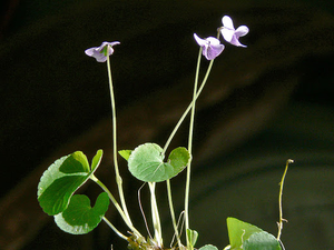 Violeta Del Pantano (Viola Palustris)