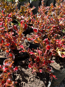COPROSMA RED HELL