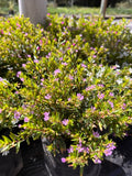 CUPHEA (VERONICA COLOMBIANA)