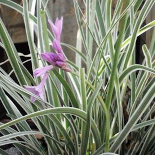 Tulbaghia variegada