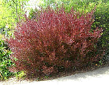 Stenocarpus Rojo (dodonea viscosa )