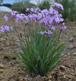 Tulbaghia violácea  grande