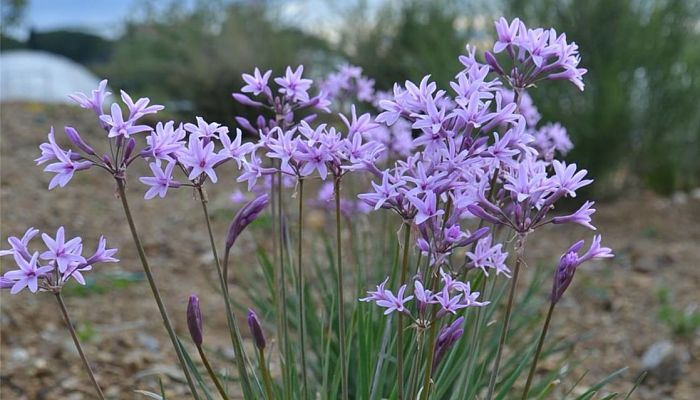Tulbaghia violácea grande
