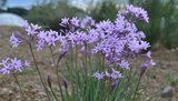 Tulbaghia violácea  grande