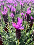 Lavanda stoecha