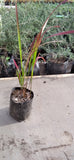 IMPERATA – IMPERATA CYLINDRICA “RED BARON”
