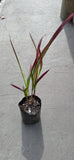 IMPERATA – IMPERATA CYLINDRICA “RED BARON”