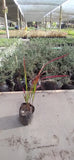 IMPERATA – IMPERATA CYLINDRICA “RED BARON”