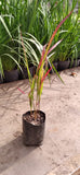 IMPERATA – IMPERATA CYLINDRICA “RED BARON”