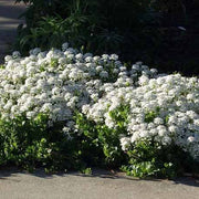 Iberis sempervirens B15