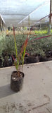 IMPERATA – IMPERATA CYLINDRICA “RED BARON”