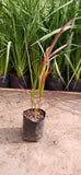 IMPERATA – IMPERATA CYLINDRICA “RED BARON”